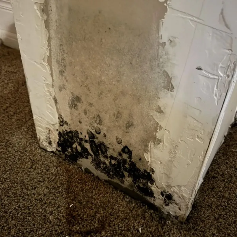 Professional Mold Removal in Wrightsville, PA